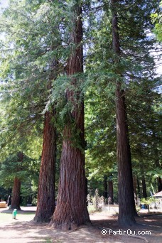 The Redwoods - Whakarewarewa Forest The Redwoods - Whakarewarewa Forest - Nouvelle-Zélande