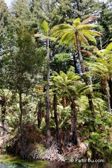 The Redwoods - Whakarewarewa Forest - Nouvelle-Zlande