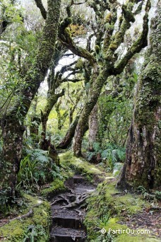 Vers la cascade Dawson - Taranaki - Nouvelle-Zlande