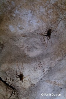 Wetas dans la grotte de "Spellbound" - Waitomo - Nouvelle-Zlande