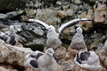 Albatros  sourcils noirs  New Island - Malouines