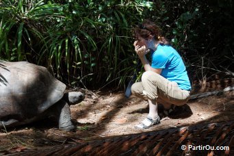 Rencontre d'une tortue sur l'le Curieuse - Seychelles