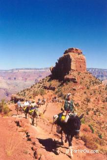 Randonne  mulets dans le Grand Canyon