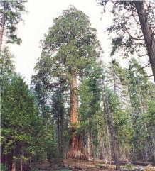 Squoias Gants - Parc national de Yosemite