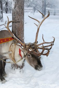 Traneau  renne - Finlande