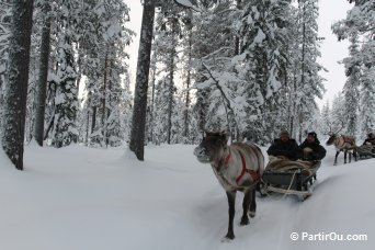 Traneau  renne - Finlande