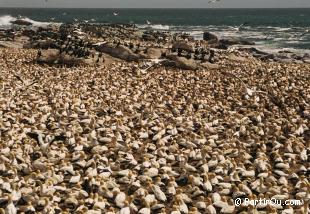 Fous du Cap de Bird Island