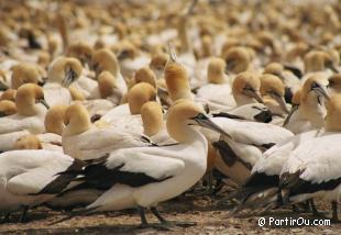 Fous du Cap de Bird Island