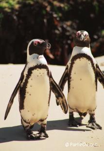 Manchots du cap de Simon's Town