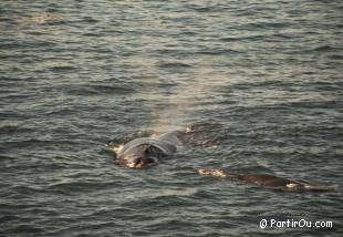 Baleines  Hermanus