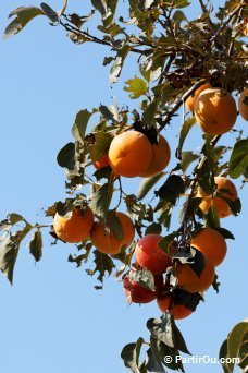 Kakis vu en Albanie