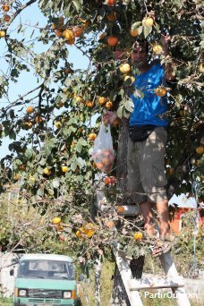 Cueillette de kakis en Albanie