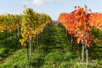 Vignoble aux couleurs d'automne - Allemagne