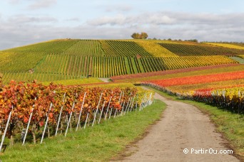 Vignoble aux couleurs d'automne - Allemagne