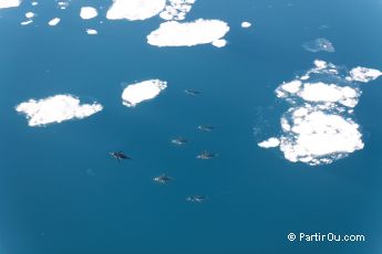 Paradise Bay - Antarctique