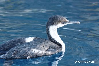 Cormoran antarctique  Paradise Bay - Antarctique