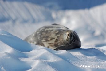 Phoque de Weddell  Paradise Bay - Antarctique