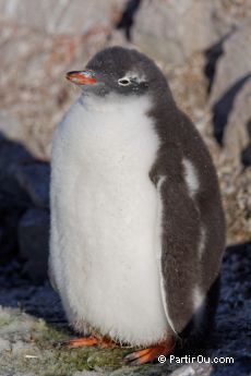 Manchot Papou  Neko Harbour - Antarctique