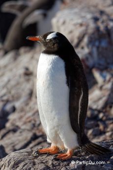 Manchot Papou  Neko Harbour - Antarctique