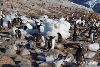 Manchots Papous  Neko Harbour - Antarctique