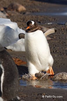 Manchot Papou  Neko Harbour - Antarctique