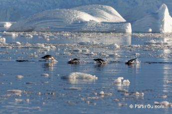 Manchots Papous  Neko Harbour - Antarctique