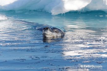 Lopard de mer  Wilhelmina Bay - Antarctique