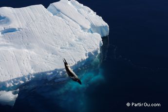 Phoque sur un iceberg - Antarctique