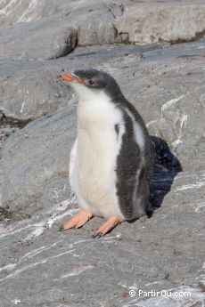 Manchot Papou  Port Lockroy - Antarctique