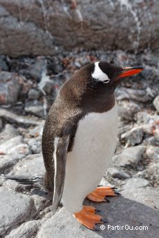 Manchot Papou  Port Lockroy - Antarctique