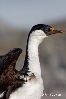 Cormoran antarctique  Port Lockroy - Antarctique