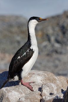 Cormoran antarctique  Port Lockroy - Antarctique