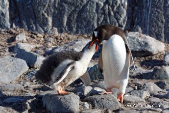 Manchots Papous  Port Lockroy - Antarctique