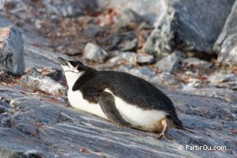 Machot  jugulaire  Port Charcot - Antarctique