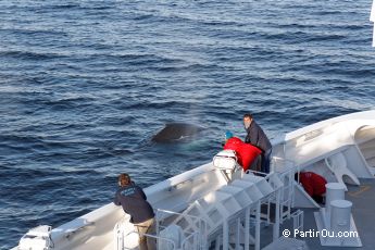 Baleine  bosse - Antarctique