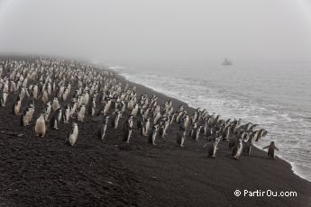Manchots à jugulaire à Baily Head - Ile de la Déception - Antarctique