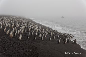 Manchots  jugulaire  Baily Head - Ile de la Dception - Antarctique