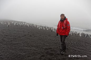 Manchots  jugulaire  Baily Head - Ile de la Dception - Antarctique