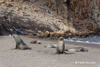 Otaries  fourrure sur l'Ile de la Dception - Antarctique