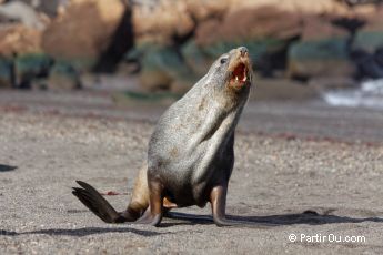 Otarie  fourrure sur l'Ile de la Dception - Antarctique