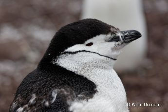 Manchot  jugulaire sur Livingston Island - Antarctique