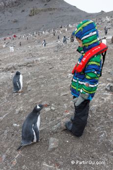 Manchot papou sur Livingston Island - Antarctique