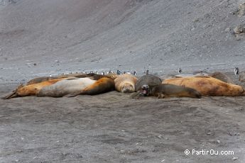 lephants de mer sur Livingston Island - Antarctique