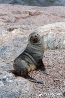 Otarie  fourrure sur Gourdin Island - Antarctique