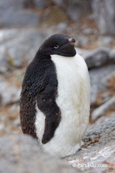 Manchot Adlie sur Gourdin Island - Antarctique