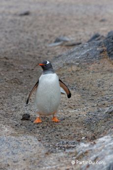 Manchot papou sur Gourdin Island - Antarctique