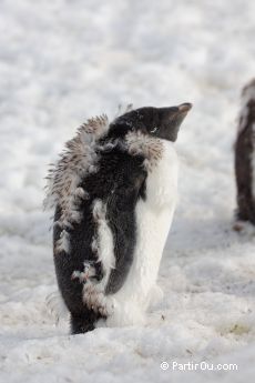 Manchot Adlie  Brown Bluff - Antarctique