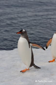 Manchot papou  Brown Bluff - Antarctique