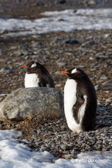 Manchots papous  Brown Bluff - Antarctique