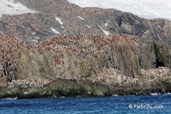 Elephant Island - Antarctique